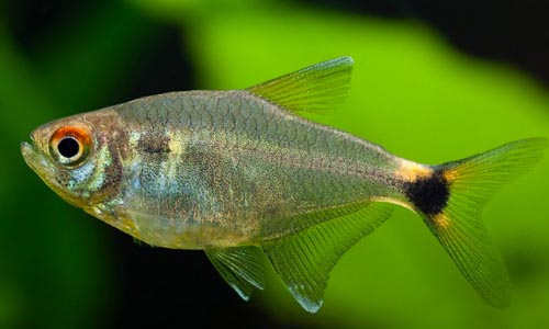 Хемиграммус оцелифер