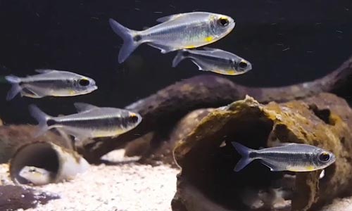 Моенкаузия