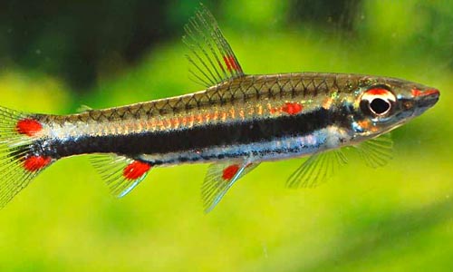 Нанностомус трехполосый, Nannostomus trifasciatus