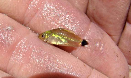 Карликовый сомик, Corydoras hastatus