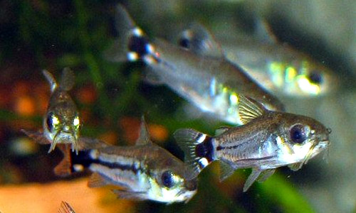 Карликовый сомик, Corydoras hastatus