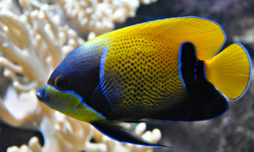 Оранжевый ангел