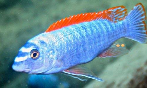 Лабеотрофеус тревавас