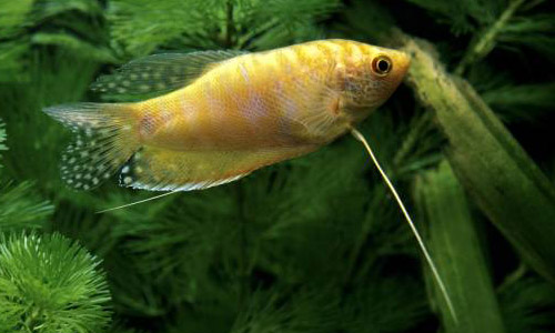 Гурами золотой, Trichogaster trichopterus sumatranus var. Gold