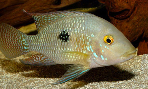 Геофагус бразильский