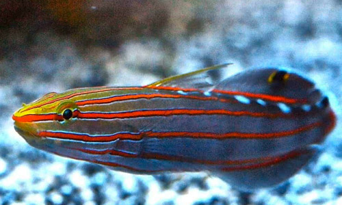 Бычок Рейнфорда