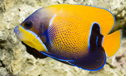 Ангел наварры неоновый