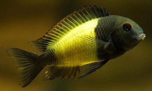 Трофеус Мура Икола (Tropheus moorii Ikola) Трофеус Мура Икола (Tropheus moorii Ikola)