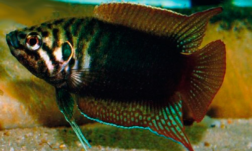 Макропод китайский, Macropodus chinnesis