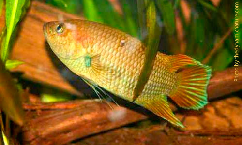 Макропод цейлонский, Belontia singata