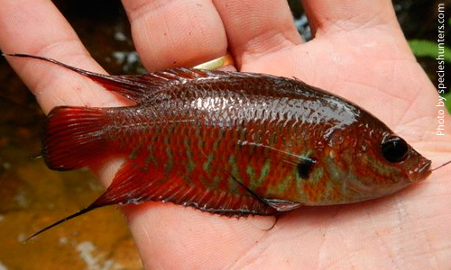 Макропод цейлонский, Belontia singata