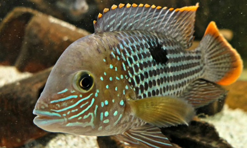 Бирюзовая акара, Andinoacara sp. Goldsaum