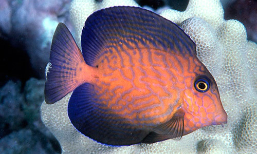 Хирург-шеврон, Ctenochaetus hawaiiensis Хирург-шеврон, Ctenochaetus hawaiiensis