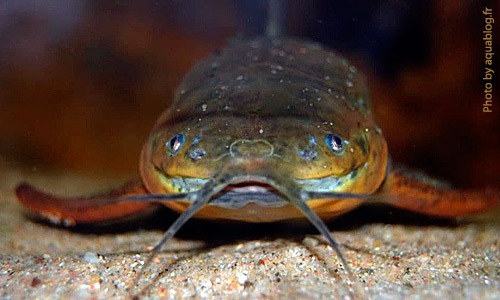 Каллихт, Callichthys callichthys Каллихт, Callichthys callichthys