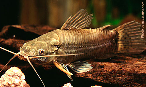 Каллихт, Callichthys callichthys Каллихт, Callichthys callichthys