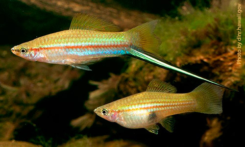 Меченосец монтесумы, Xiphophorus helleri Меченосец монтесумы, Xiphophorus helleri