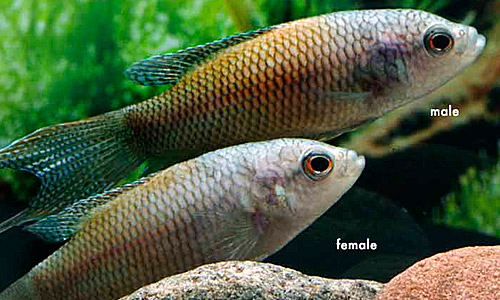 Красноспинный макропод, Macropodus erythopterus