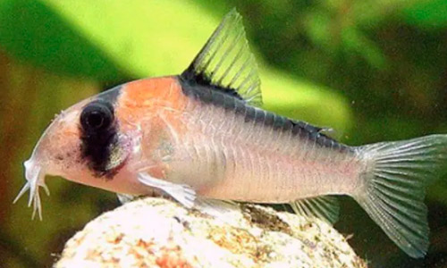 Коридорас Адольфа, Corydoras adolfoi Коридорас Адольфа, Corydoras adolfoi