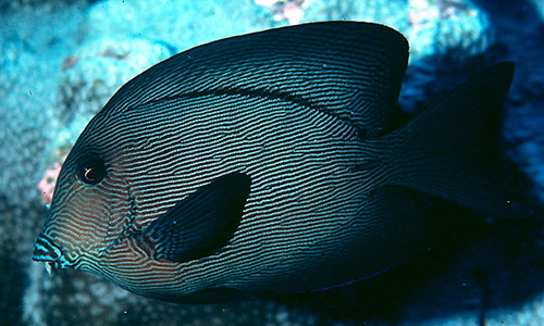 Хирург-шеврон, Ctenochaetus hawaiiensis Хирург-шеврон, Ctenochaetus hawaiiensis