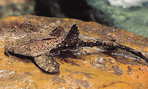 Сомик буноцефал