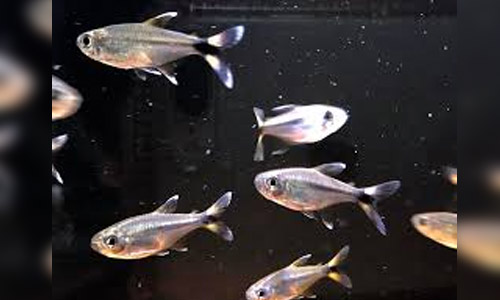 Хемиграммус маргинатус, Hemigrammus marginatus