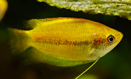 Cолнечный гурами, Trichopodus trichopterus