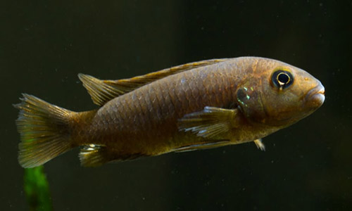 Самка псевдотрофеуса Полита, Pseudotropheus Polit