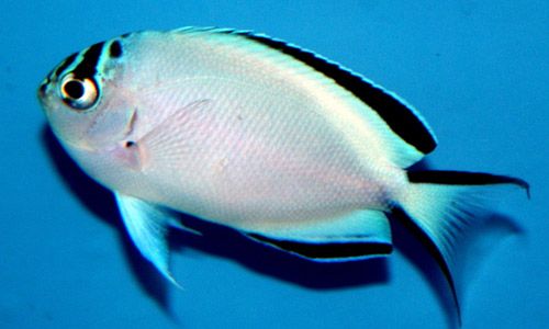 Ангел лирохвостый, Genicanthus watanabei