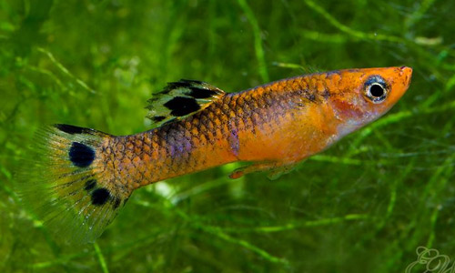 Болотные гуппи