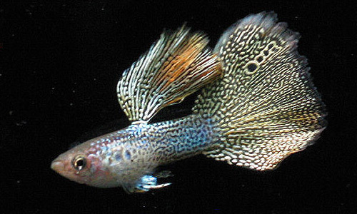 Кружевные гуппи