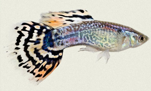 Гуппи леопард