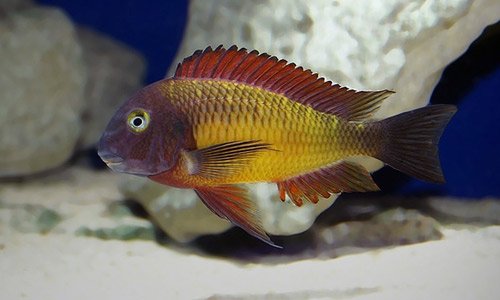 Трофеус Мура Иланги (Tropheus moorii Ilangi) Трофеус Мура Иланги (Tropheus moorii Ilangi)