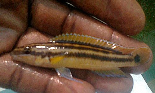 Юлидохромис орнатус вырастает до 7,5 сантиметров