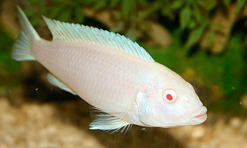 ΡΡΠ±Π° ΠΏΠΈΠ½Π΄Π°Π½ΠΈ ΠΊΠ°ΠΊ ΠΏΠΎΡΠ²Π»ΡΡΡΡΡ ΠΌΠ°Π»ΡΠΊΠΈ. Π‘ΠΌΠΎΡΡΠ΅ΡΡ ΡΠΎΡΠΎ ΡΡΠ±Π° ΠΏΠΈΠ½Π΄Π°Π½ΠΈ ΠΊΠ°ΠΊ ΠΏΠΎΡΠ²Π»ΡΡΡΡΡ ΠΌΠ°Π»ΡΠΊΠΈ. Π‘ΠΌΠΎΡΡΠ΅ΡΡ ΠΊΠ°ΡΡΠΈΠ½ΠΊΡ ΡΡΠ±Π° ΠΏΠΈΠ½Π΄Π°Π½ΠΈ ΠΊΠ°ΠΊ ΠΏΠΎΡΠ²Π»ΡΡΡΡΡ ΠΌΠ°Π»ΡΠΊΠΈ. ΠΠ°ΡΡΠΈΠ½ΠΊΠ° ΠΏΡΠΎ ΡΡΠ±Π° ΠΏΠΈΠ½Π΄Π°Π½ΠΈ ΠΊΠ°ΠΊ ΠΏΠΎΡΠ²Π»ΡΡΡΡΡ ΠΌΠ°Π»ΡΠΊΠΈ. Π€ΠΎΡΠΎ ΡΡΠ±Π° ΠΏΠΈΠ½Π΄Π°Π½ΠΈ ΠΊΠ°ΠΊ ΠΏΠΎΡΠ²Π»ΡΡΡΡΡ ΠΌΠ°Π»ΡΠΊΠΈ ΡΡΠ±Π° ΠΏΠΈΠ½Π΄Π°Π½ΠΈ ΠΊΠ°ΠΊ ΠΏΠΎΡΠ²Π»ΡΡΡΡΡ ΠΌΠ°Π»ΡΠΊΠΈ. Π‘ΠΌΠΎΡΡΠ΅ΡΡ ΡΠΎΡΠΎ ΡΡΠ±Π° ΠΏΠΈΠ½Π΄Π°Π½ΠΈ ΠΊΠ°ΠΊ ΠΏΠΎΡΠ²Π»ΡΡΡΡΡ ΠΌΠ°Π»ΡΠΊΠΈ. Π‘ΠΌΠΎΡΡΠ΅ΡΡ ΠΊΠ°ΡΡΠΈΠ½ΠΊΡ ΡΡΠ±Π° ΠΏΠΈΠ½Π΄Π°Π½ΠΈ ΠΊΠ°ΠΊ ΠΏΠΎΡΠ²Π»ΡΡΡΡΡ ΠΌΠ°Π»ΡΠΊΠΈ. ΠΠ°ΡΡΠΈΠ½ΠΊΠ° ΠΏΡΠΎ ΡΡΠ±Π° ΠΏΠΈΠ½Π΄Π°Π½ΠΈ ΠΊΠ°ΠΊ ΠΏΠΎΡΠ²Π»ΡΡΡΡΡ ΠΌΠ°Π»ΡΠΊΠΈ. Π€ΠΎΡΠΎ ΡΡΠ±Π° ΠΏΠΈΠ½Π΄Π°Π½ΠΈ ΠΊΠ°ΠΊ ΠΏΠΎΡΠ²Π»ΡΡΡΡΡ ΠΌΠ°Π»ΡΠΊΠΈ