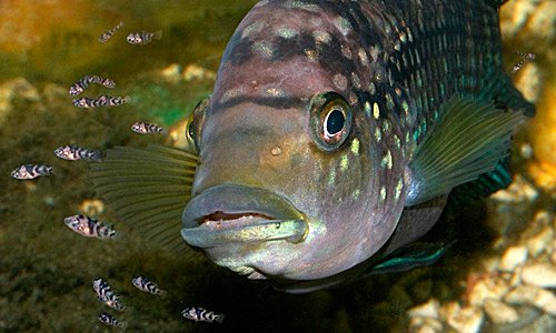 Восьмиполосая цихлазома внимательно охраняет потомство