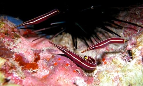 Ежовая уточка держится возле морского ежа, между иглами которого находит защиту в случае опасности Ежовая уточка держится возле морского ежа, между иглами которого находит защиту в случае опасности