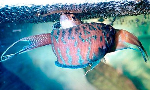 Самка макропода обыкновенного мечет 500-800 икринок