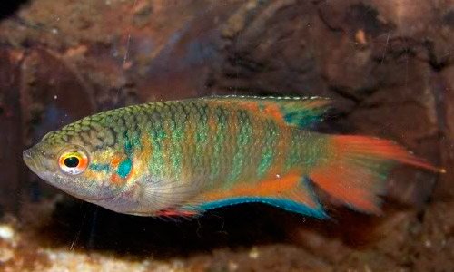 Макропод обыкновенный лучше смотрится на тёмном грунте