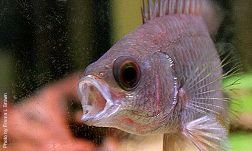 Самец ктенопомы сизой во время нереста становится агрессивным