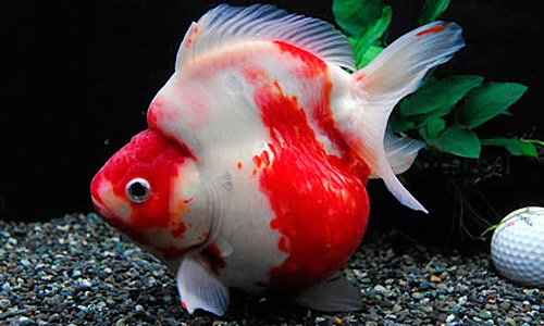 Начинающие аквариумисты пурают рюкина с карпом Кои