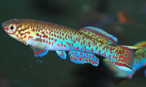 Афиосемион гарднера. Fundulopanchax gardneri Steel Blue Killifish Афиосемион гарднера. Fundulopanchax gardneri Steel Blue Killifish