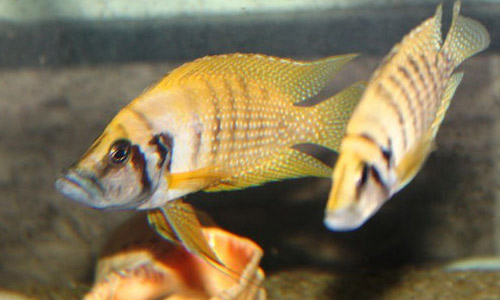 Лампрологус кальвус жёлтый, Altolamprologus calvus Yellow