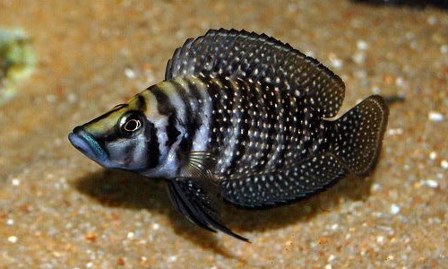 Лампрологус кальвус, Altolamprologus calvus