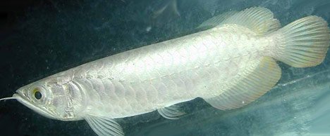 У жемчужной австралийской арованы семь горизонтальных слоёв чешуи