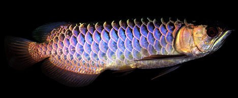 Чем отличается азиатская арована от австралийской и южно-американской