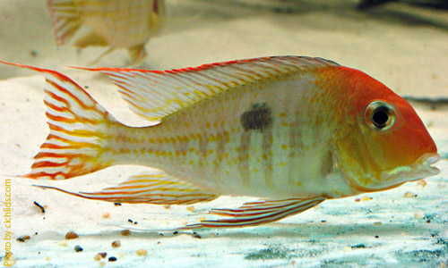Геофагус красноголовый, Geophagus sp. Orange head Araguaia Геофагус красноголовый, Geophagus sp. Orange head Araguaia