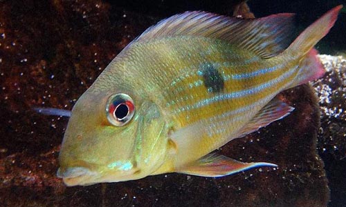 Геофагус Вайнмиллера, Geophagus winemilleri Геофагус Вайнмиллера, Geophagus winemilleri