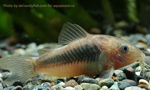Сомик золотистый, Corydoras schultzei