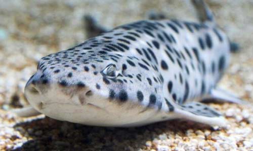 Звёздчатая кошачья акула, Scyliorhinus stellaris