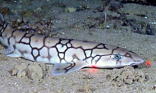Кошачья акула семейства Scyliorhinidae